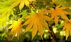 Other Asian Maples