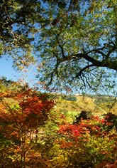 Fall Color