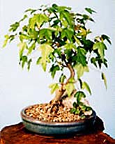 Acer buergerianum