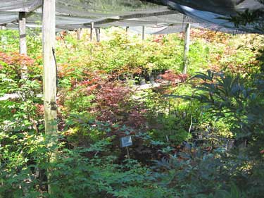 september japanese maple sale