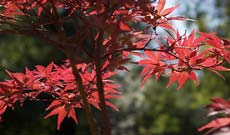 Acer Palmatum Dwarf Japanese Maples