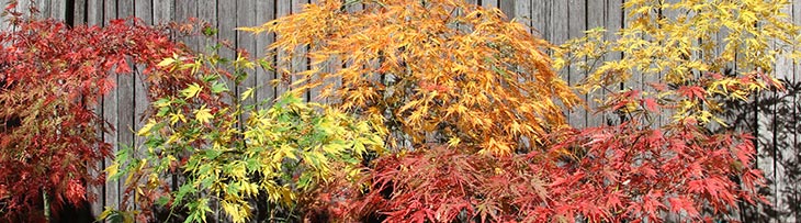 lace leaf japanese maples
